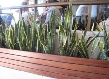 Kwikfynd Indoor Planting
plumptonvic